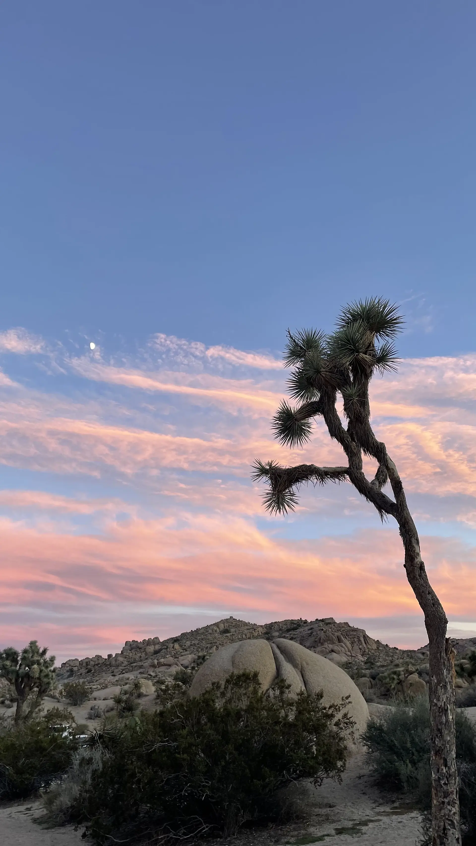 joshua tree national park desert light sunset elopement location
