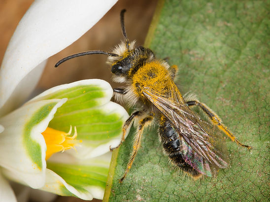 Andrena carlini