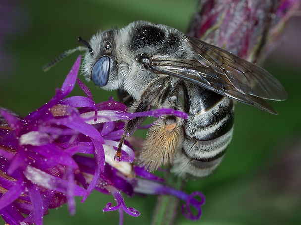 Melissodes denticulatus