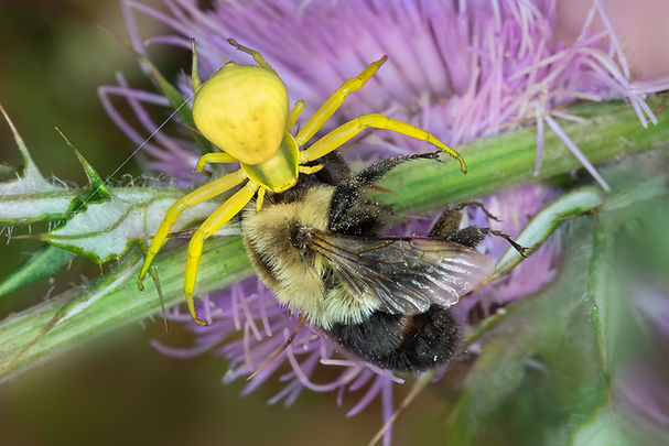 Goldenrod Crab Spider with Bombus impatiens - (c) Copyright 2017 Paula Sharp