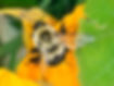 Bombus impatiens