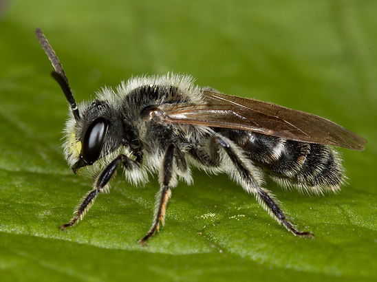 Andrena cressonii