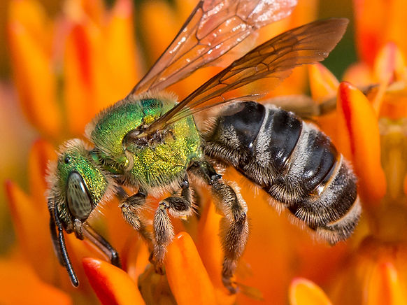Bi-colored Agapostemon - Agapostemon virescens - (c) Copyright 2015 Sharp-Eatman Photo
