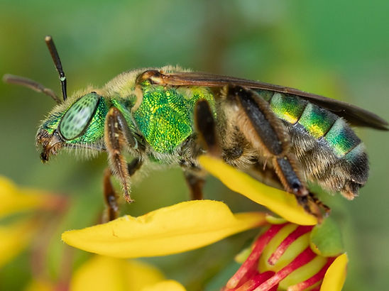 Agapostemon splendens