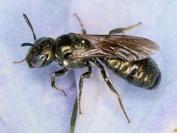 Ceratina strenua