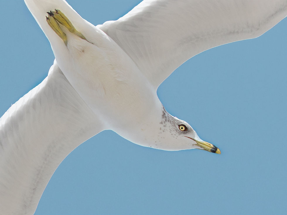 RIng-billed Gull