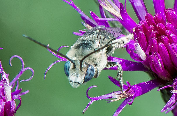 Melissodes denticulata