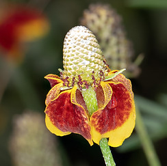 Mexican hat flwer (Rabatida columnifera)