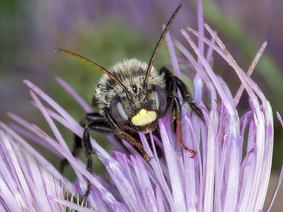 Thistle long-horned bee