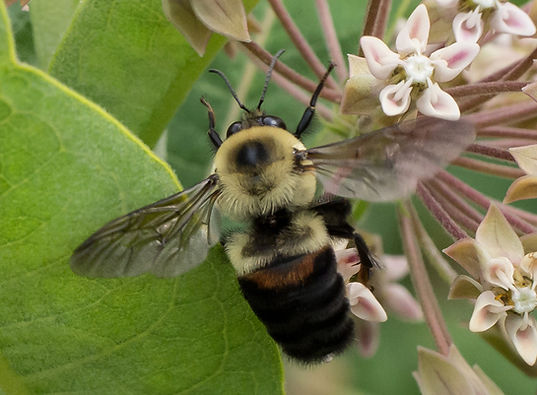 Brown-belted Bumble Bee - Bombus Griseocollis - Native Bees - Wild Bees - Rockefeller State Park Preserve - New York