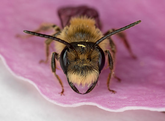 Andrena vicina