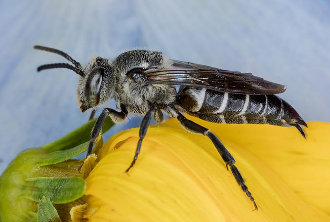Coelioxys porterae
