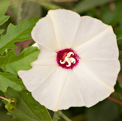 Alamo vine (Merremia dissecta)