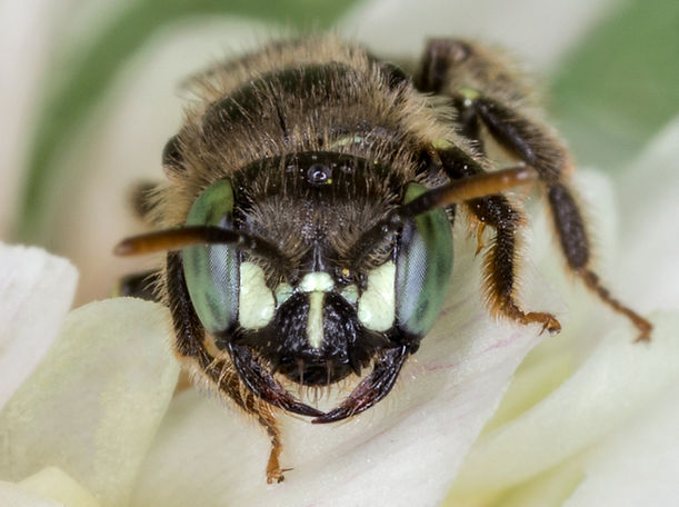 Calliopsis andreniformis