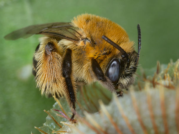 Melissodes trinodis