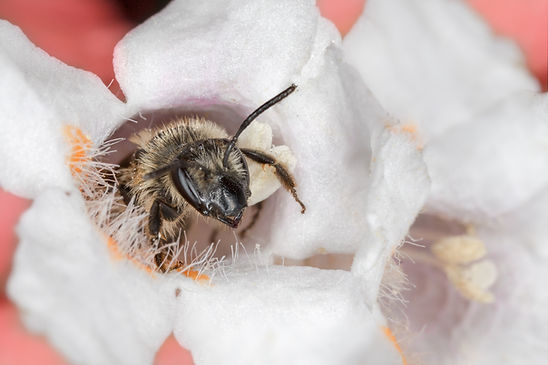 Andrena bradleyi