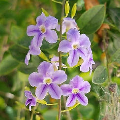 Pigeonberry (Duranta erecta)