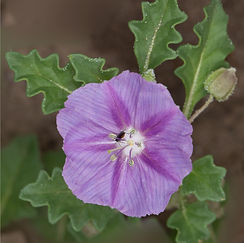 Rio Grande abutilon (Abutilon hypoleucum)
