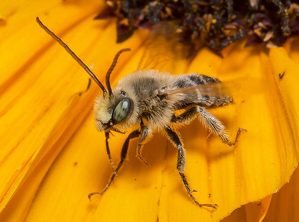 Melissodes agilis