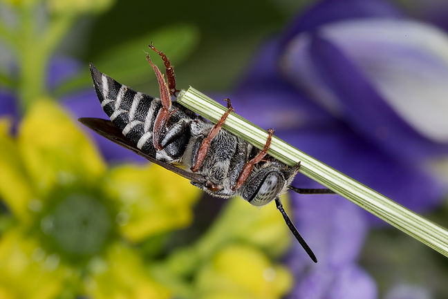 Immaculate Cuckoo Leafcutter Bee - Coelioxys immaculatus - (c) 2017 Sharp-Eatman Photo