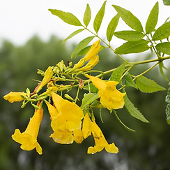 Esperanza (Tecoma stans)
