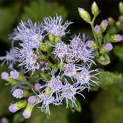 Crucita (Chromolaena odorata)