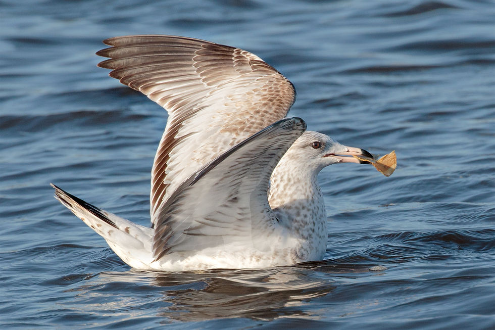 Ring-billed Gull with Shellfish