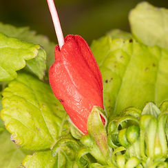 Rio Grande abutilon (Abutilon hypoleucum)