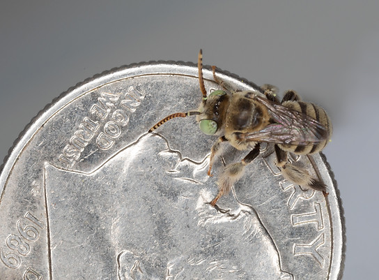 Anthophorula compactula bee - (c) Copyright 2019 Paula Sharp