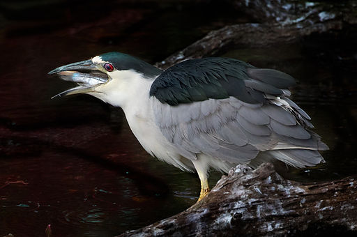 nictatating membrane - bird - night heron