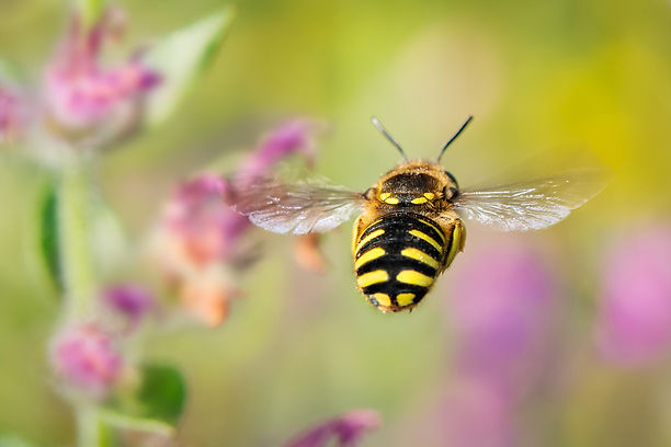 Anthidium obligatum