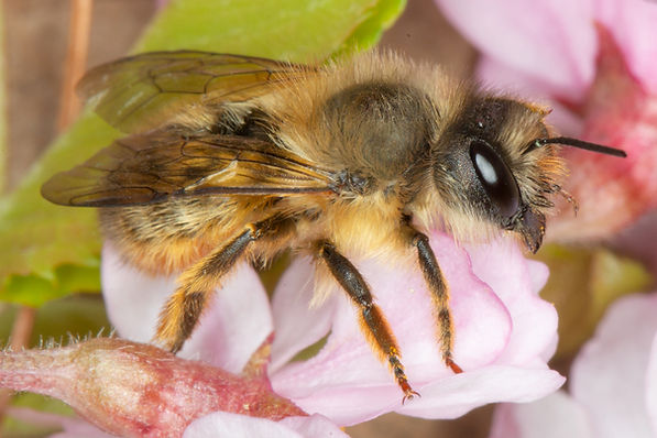 Osmia taurus female (bufflehead mason bee)
