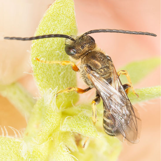 Halictus confusus; confusing furrow bee; Copyright 2026 Paula Sharp