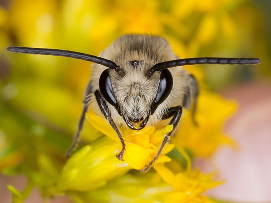 Colletes compactus; compact cellophane bee male; Copyright 2026 Paula Sharp
