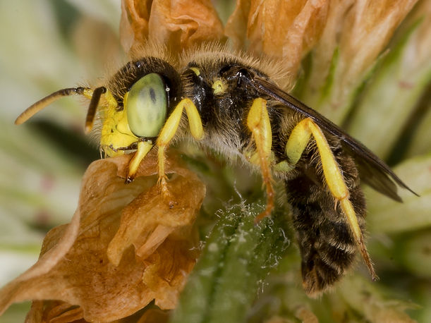 Calliopsis andreniformis