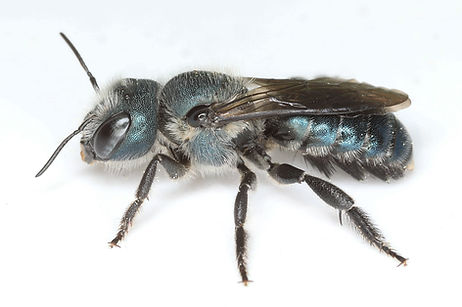 WJPEG-Osmia-chalybea-F-7d-ab-white-hairs-FLA-2024-#4-Power-Access-Gainesville-bull-thistle