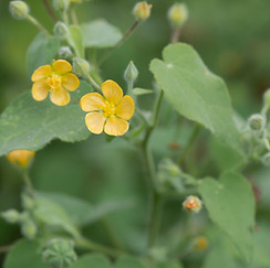 Rio Grande abutilon (Abutilon hypoleucum)