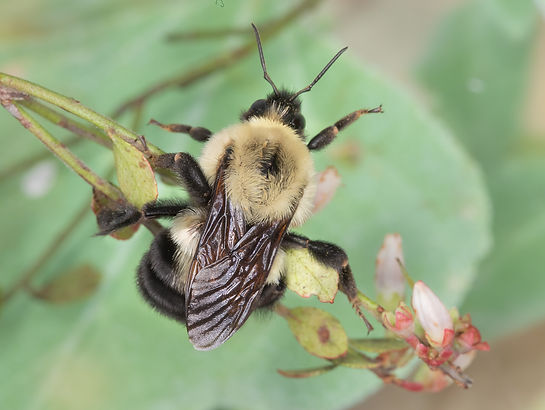WJPEG-Bombus-bimaculatus-queen-2-FLA-#143-shiny-blueberry-St-Aug-Robert-Moses-Pk-293A3052.
