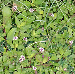Phyla nodiflora