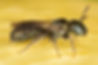 Ceratina ; (c) Copyrigt 2020 Paula Sharp