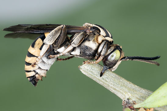 Triepeolus zacatecus; Copyright 2023 Paula Sharp