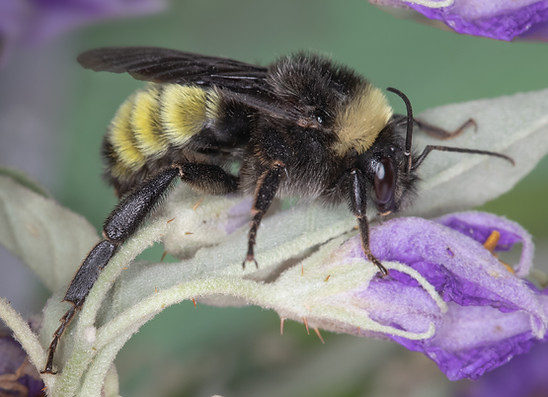 Bombus pensylvanicus America Bumblebee; (c) Copyright 2019 Paula Sharp