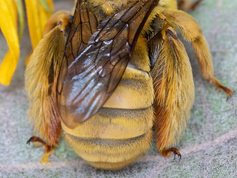 WJPEG-Chimney-Bee-Sunflower-female-2-NBC