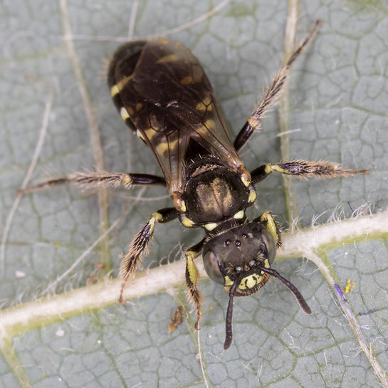 Perdita octomaculata