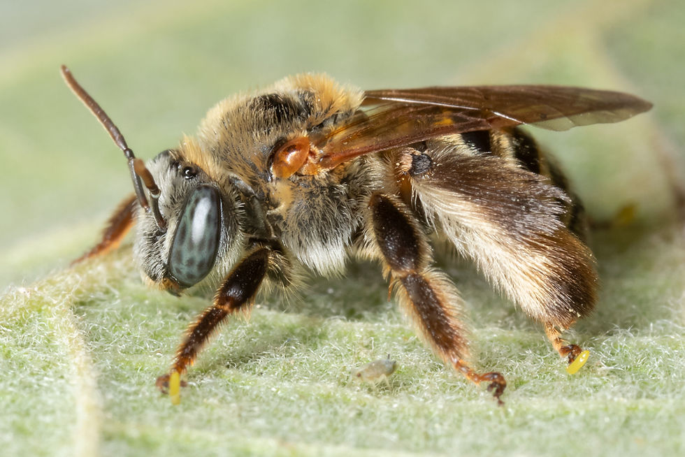 WJPEG-Exomalopsis-no-ID-profile-outer-le