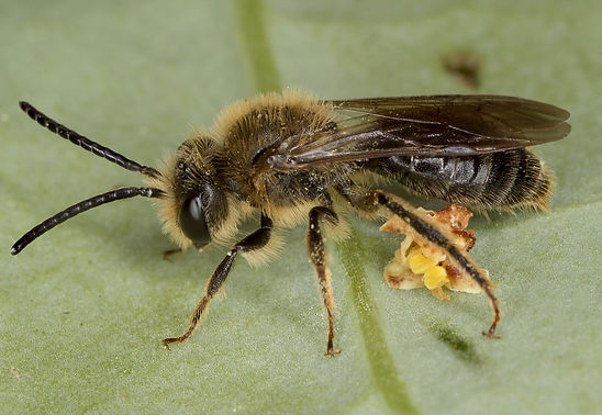 Andrena forbesii
