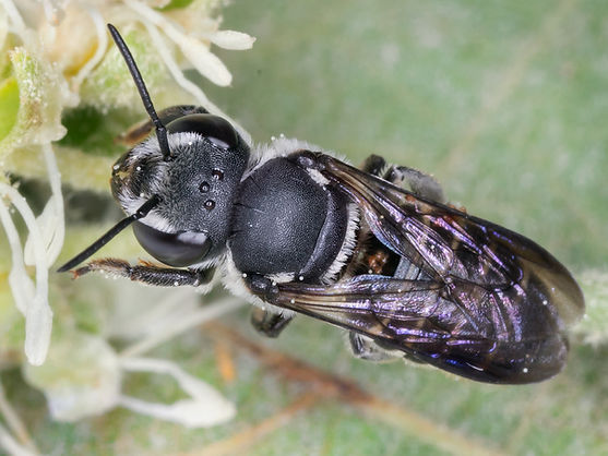 Megachile chichimeca; (c) Copyriught 2018 Paula Shar