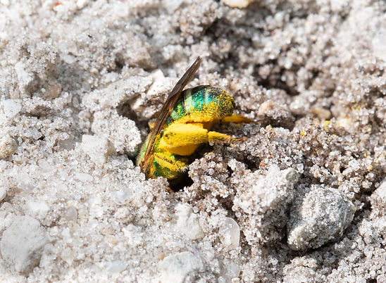 Agapostemon splendens; Copyright 2026 Paula Sharp