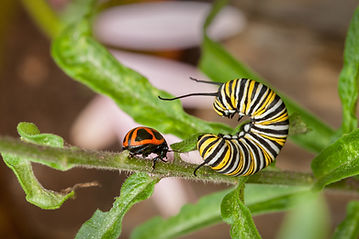 Monarch Caterpillar Battling Swump Milkweed Leaf Beetle - (c) 2016 Sharp-Eatman Nature Photography