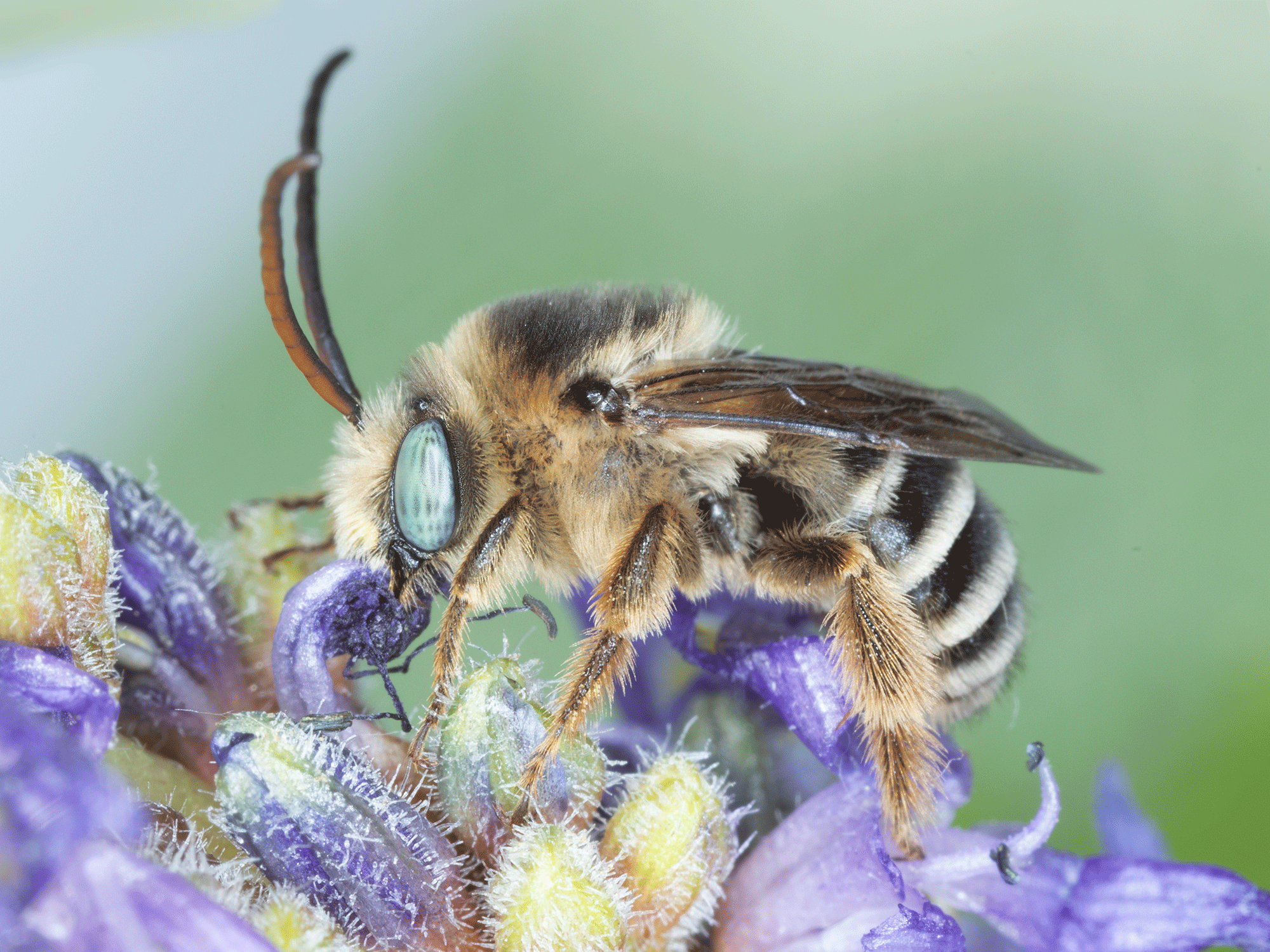 Melissodes apicatus; a pickerelweed longhorn bee male; Copyright 2026 Paula Sharp
